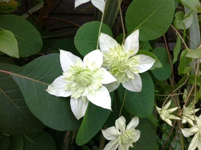 会社の花壇のくれまちす