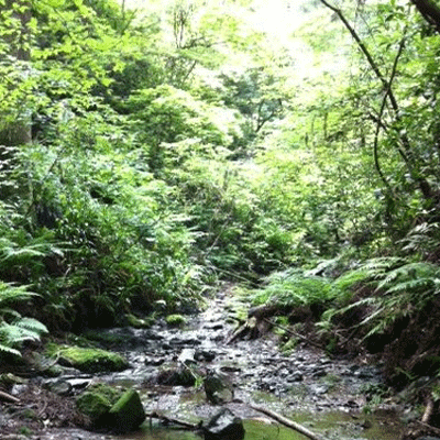 高尾山　１号路