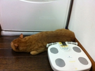 冷蔵庫前にいる猫のりんくん