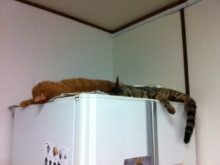 冷蔵庫の上で寝ちゃう猫たち