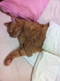 猫ちゃんお昼寝中