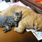 猫アレルギーを乗り越えて。新生児と猫が「本当の家族」になるためのステップと実体験エピソード