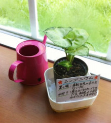 次女ちゃんが買ってきた植木