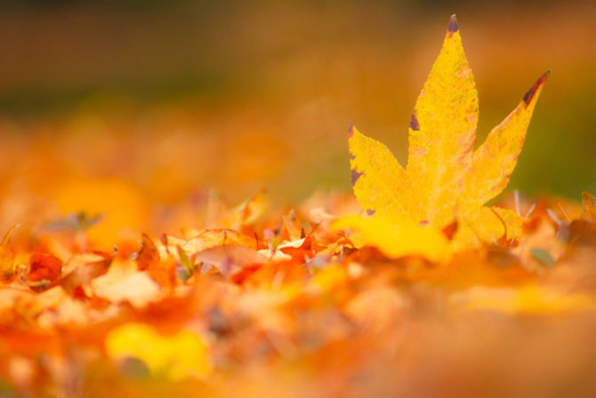 fallen_leaves_img